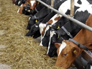Vitamins for cows before and after calving