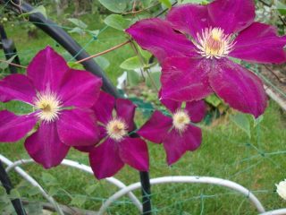 Clematis Mazowsze: foto e descrição