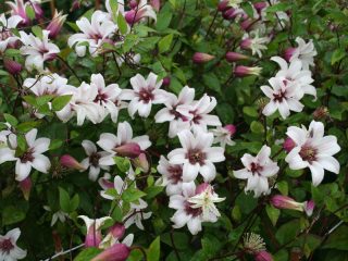 Clematis Princess Kate: opiniones y descripción