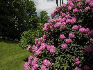 Najväčší rododendron: fotografia a popis, výsadba a starostlivosť