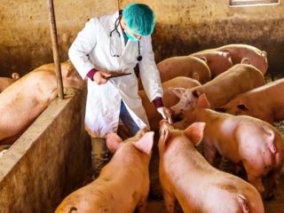 Pasteurelóza ošípaných: príznaky a liečba, fotografie