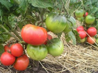 Tomato Pink vodca: charakteristika a popis odrody
