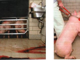 Cómo sacrificar un cerdo (lechón) en casa.