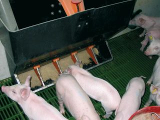 Trog voor varkens en biggen