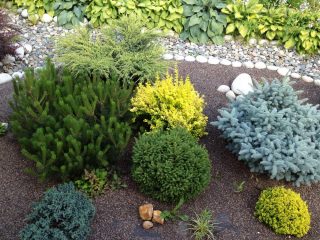 How to grow Japanese pine