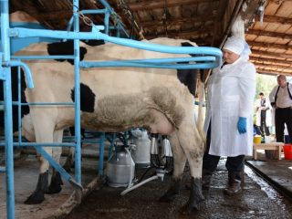 DIY cow milking machine
