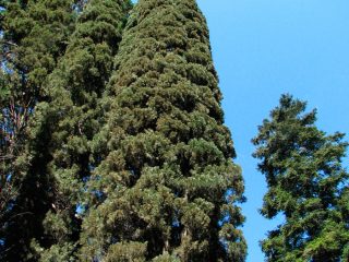 Cypress evergreen pyramidal