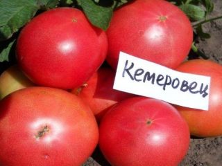 Tomato Kemerovo: reviews, photos, yield