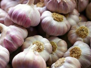 Azúrový cesnak: charakteristika a opis odrody