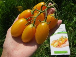 Tomato Kotya: vlastnosti a opis odrody