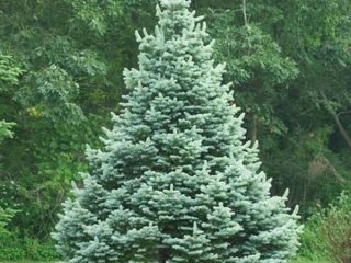 التنوب Subalpine كومباكتا