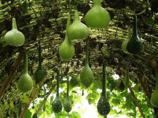 Calabaza de botella (lagenaria): recetas, beneficios y daños.