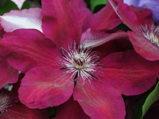 Clematis Westerplatte: descripción y comentarios