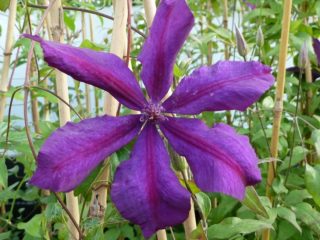 Clematis Honora: descripción de la variedad y reseñas.