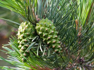 Pine cones: medicinal properties and contraindications