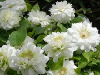Clematis Dutches z Edinburghu: fotografie a popis