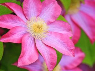 Clematis Asao: fotografia a popis, podmienky pestovania