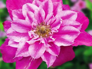Clematis May Darling: recenzie a popis