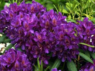 Rhododendron Rasputin: variety description, reviews, planting and care