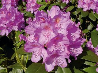 Rhododendron Grandiflorum: descriere, rezistență la iarnă, plantare și îngrijire