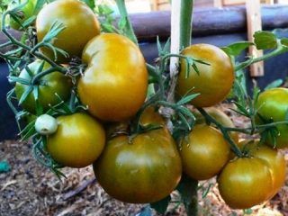 Tomato Swamp: charakteristika a opis odrody