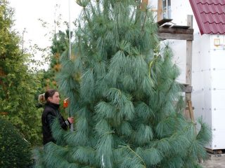 Himalayan pine: description and photo