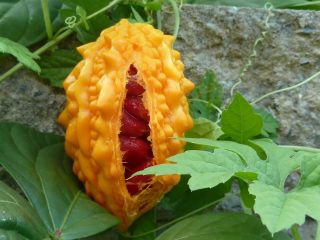 Momordica: growing from seeds at home