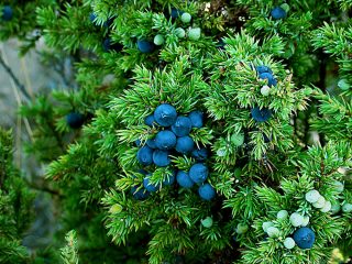 Forest juniper: photo, planting and care