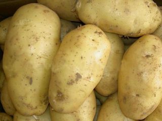 Potatoes Spring