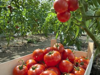 Tomato Money Bag: opiniones, fotos, rendimiento.