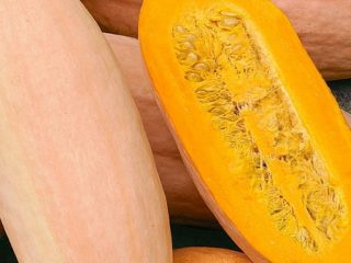 Pumpkin Pastila Champagne: popis odrody