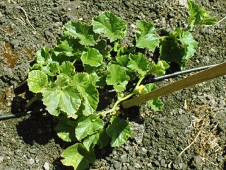 How to water melons correctly