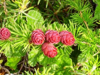 Gmelin larch