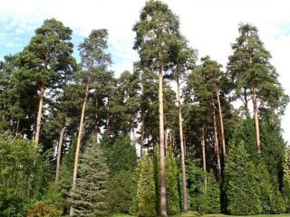 Scots pine: photo and description
