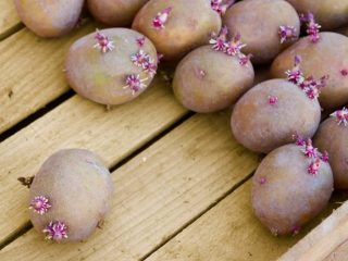 Zemiaková lila hmla: popis odrody, fotografia