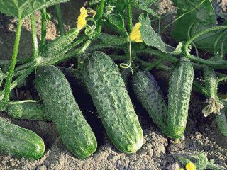 Cucumber Abundant