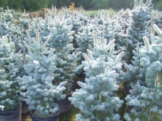 Korean fir Silberlock