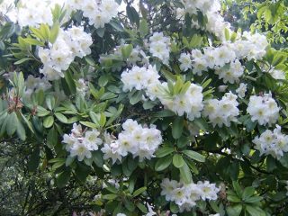 Caucasian rhododendron: medicinal properties and contraindications