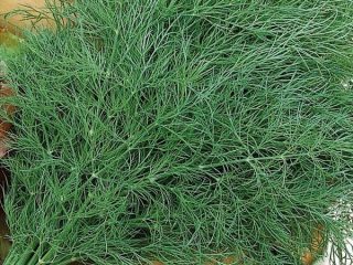 Dill Superducat OE: planting and care