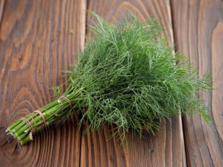 Dill Hercules: description, photos, reviews