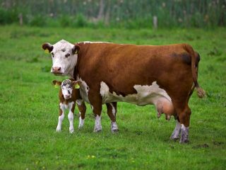 Worms in calves and cows