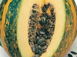 Gymnosperm tekvica: výhody a škody