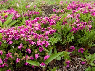 Rhododendron Kamčatka: fotografia, popis, výsadba a starostlivosť