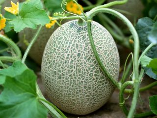 Why does melon smell like acetone?
