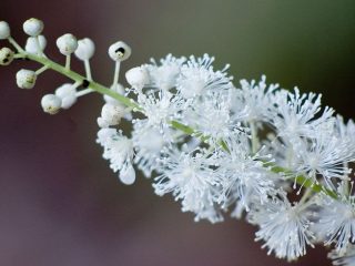 Cohosh (Black cohosh) racemosus: prospešné vlastnosti a kontraindikácie
