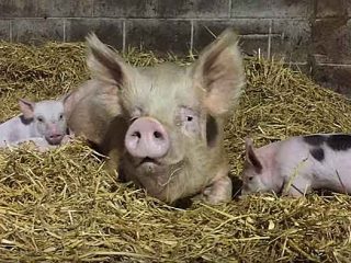 Bacteriën voor strooisel in een varkensstal
