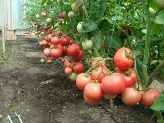 Tomato Windrose: charakteristika a opis odrody