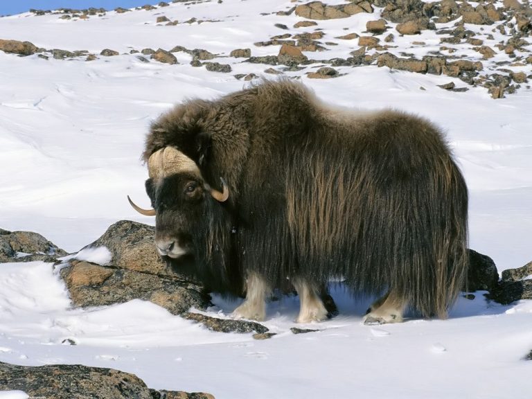 Types of bulls: description of breeds with photos