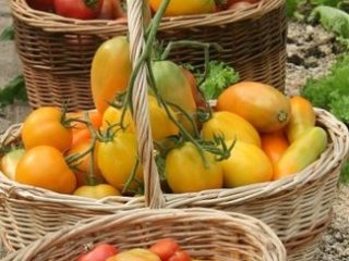 Tomato Olesya: recenzie, fotografie, výnos, vlastnosti