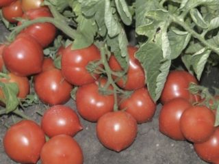 Tomato My Love F1: charakteristika a popis odrody